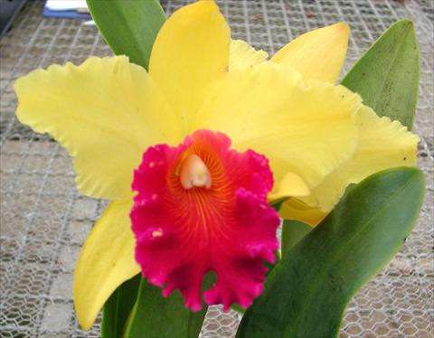 Photos von Blumenvarianten benutzt als: Topf Cattleya Yellow Ruby