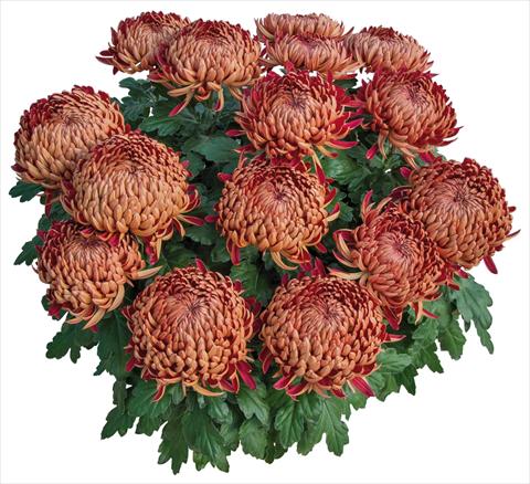 Photos von Blumenvarianten benutzt als: Topf und Beet Chrysanthemum Dakota Rouge