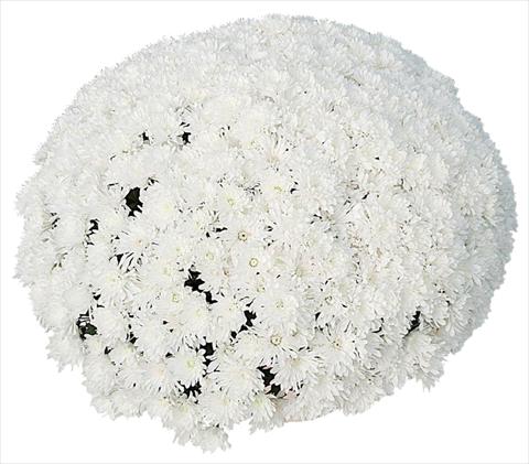 Photos von Blumenvarianten benutzt als: Topf und Beet Chrysanthemum Frigo Blanc