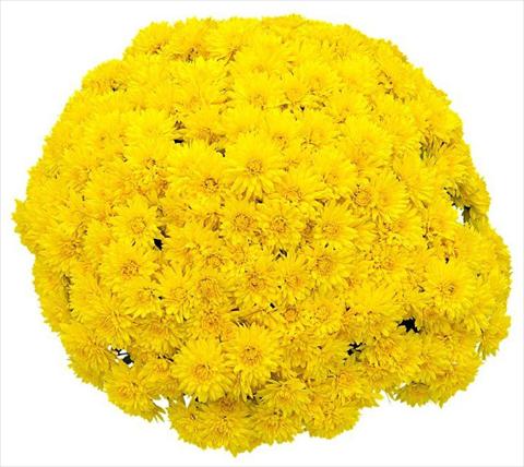 Photos von Blumenvarianten benutzt als: Topf und Beet Chrysanthemum Goldor Jaune