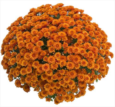 Photos von Blumenvarianten benutzt als: Topf und Beet Chrysanthemum Gringo Orange