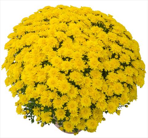 Photos von Blumenvarianten benutzt als: Topf und Beet Chrysanthemum Lingo Jaune