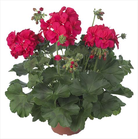 Photos von Blumenvarianten benutzt als: Terrasse, Topf Pelargonium interspecifico Dixieland Dark Pink