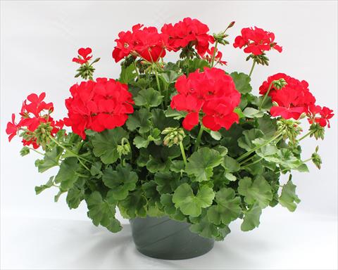 Photos von Blumenvarianten benutzt als: Terrasse, Topf Pelargonium interspecifico Dixieland Dark Red