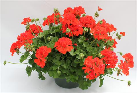 Photos von Blumenvarianten benutzt als: Terrasse, Topf Pelargonium interspecifico Dixieland Orange