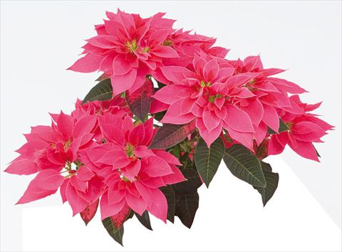 Photos von Blumenvarianten benutzt als: Topf Poinsettia - Euphorbia pulcherrima Luv U Pink