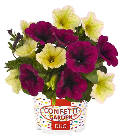 Photos von Blumenvarianten benutzt als: Topf, Beet, Terrasse 2 Combo RED FOX Confetti Garden Duo Banana Shake