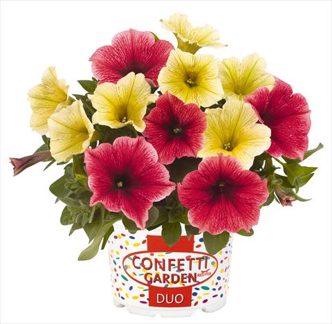 Photos von Blumenvarianten benutzt als: Topf, Beet, Terrasse 2 Combo RED FOX Confetti Garden Duo Banana Split