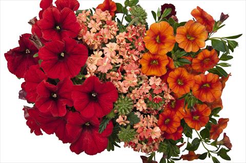 Photos von Blumenvarianten benutzt als: Topf, Beet, Terrasse 3 Combo RED FOX Confetti Garden Bel Air Red