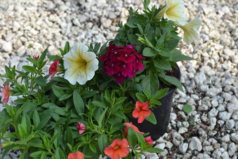Photos von Blumenvarianten benutzt als: Topf, Beet, Terrasse 3 Combo RED FOX Confetti Garden Crunch and Munch
