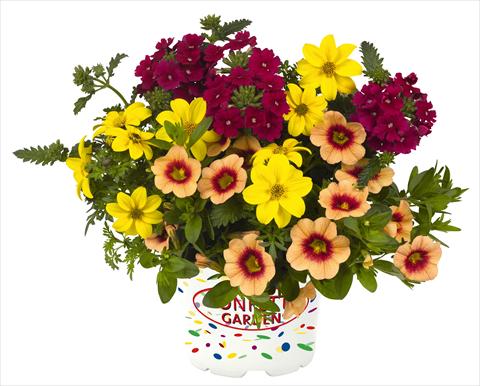 Photos von Blumenvarianten benutzt als: Topf, Beet, Terrasse 3 Combo RED FOX Confetti Garden Hula Hoopla