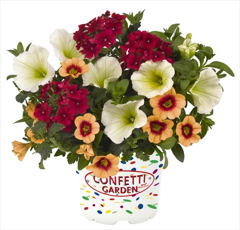 Photos von Blumenvarianten benutzt als: Topf, Beet, Terrasse 3 Combo RED FOX Confetti Garden Hula Kula