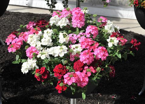 Photos von Blumenvarianten benutzt als: Topf, Beet, Terrasse 3 Combo RED FOX Confetti Garden Royal Highness