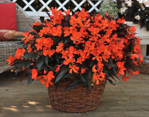 Photos von Blumenvarianten benutzt als: Beet, Topf oder Ampel Begonia boliviensis RED FOX Unstoppable Upright Fire