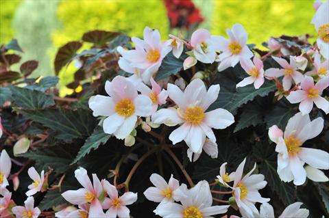 Photos von Blumenvarianten benutzt als: Beet, Topf oder Ampel Begonia boliviensis RED FOX Unstoppable Upright White