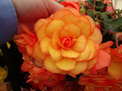 Photos von Blumenvarianten benutzt als: Topf, Beet, Terrasse, Ampel Begonia tuberhybrida RED FOX Arcada Apricot