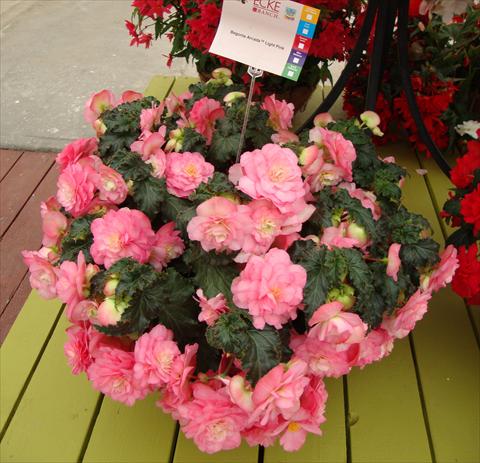 Photos von Blumenvarianten benutzt als: Topf, Beet, Terrasse, Ampel Begonia tuberhybrida RED FOX Arcada Light Pink