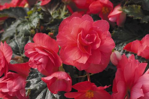 Photos von Blumenvarianten benutzt als: Topf, Beet, Terrasse, Ampel Begonia tuberhybrida RED FOX Arcada Pink