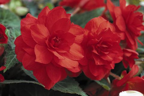 Photos von Blumenvarianten benutzt als: Topf, Beet, Terrasse, Ampel Begonia tuberhybrida RED FOX Arcada Scarlet