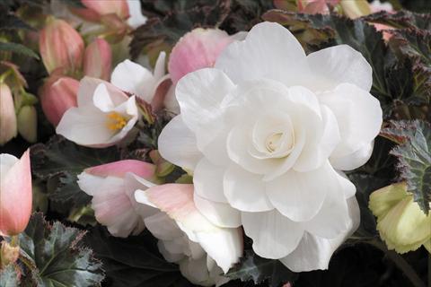 Photos von Blumenvarianten benutzt als: Topf, Beet, Terrasse, Ampel Begonia tuberhybrida RED FOX Arcada White