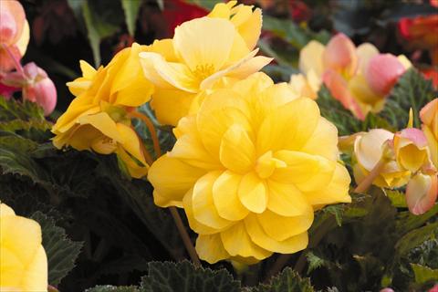 Photos von Blumenvarianten benutzt als: Topf, Beet, Terrasse, Ampel Begonia tuberhybrida RED FOX Arcada Yellow
