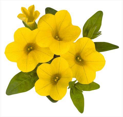 Photos von Blumenvarianten benutzt als: Topf, Beet, Terrasse, Ampel Calibrachoa RED FOX Aloha® Canary Yellow 2014