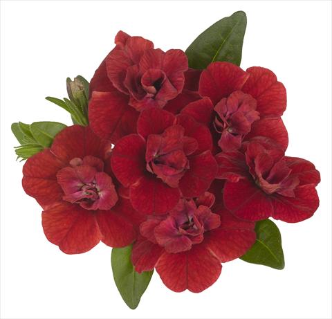 Photos von Blumenvarianten benutzt als: Topf, Beet, Terrasse, Ampel Calibrachoa RED FOX Aloha® Double Candy Apple Red