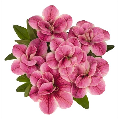 Photos von Blumenvarianten benutzt als: Topf, Beet, Terrasse, Ampel Calibrachoa RED FOX Aloha® Double Pink Star