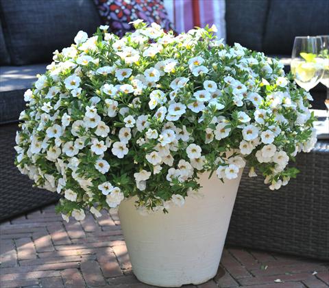 Photos von Blumenvarianten benutzt als: Topf, Beet, Terrasse, Ampel Calibrachoa RED FOX Aloha® Royal White