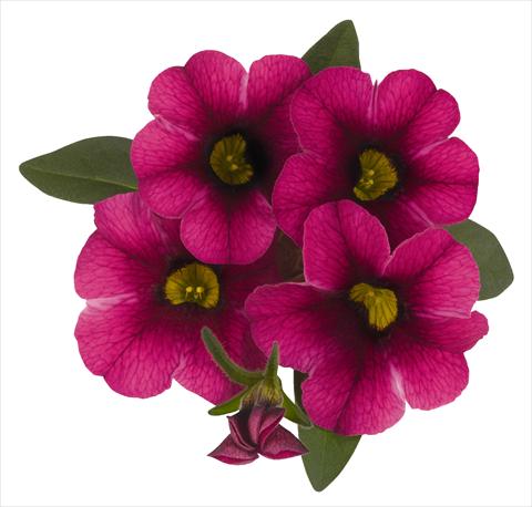 Photos von Blumenvarianten benutzt als: Topf, Beet, Terrasse, Ampel Calibrachoa RED FOX Aloha® Tiki Neon