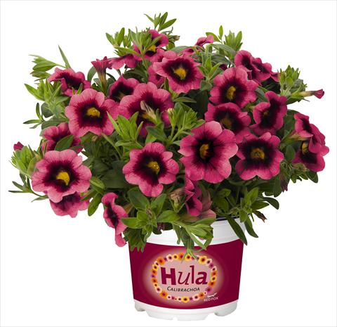 Photos von Blumenvarianten benutzt als: Topf, Beet, Terrasse, Ampel Calibrachoa RED FOX Hula Hot Pink