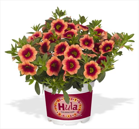 Photos von Blumenvarianten benutzt als: Topf, Beet, Terrasse, Ampel Calibrachoa RED FOX Hula Orange