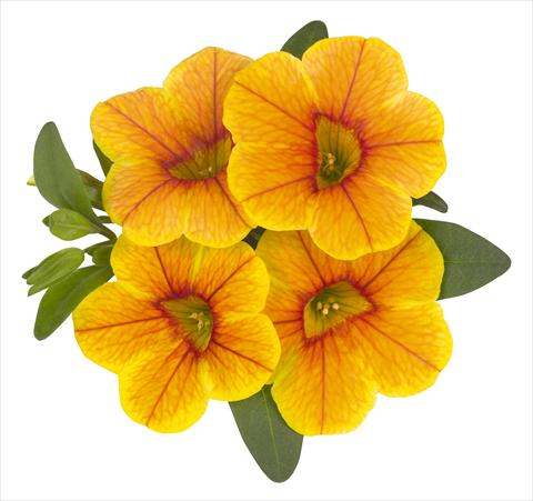 Photos von Blumenvarianten benutzt als: Topf, Beet, Terrasse, Ampel Calibrachoa RED FOX Volcano Gold
