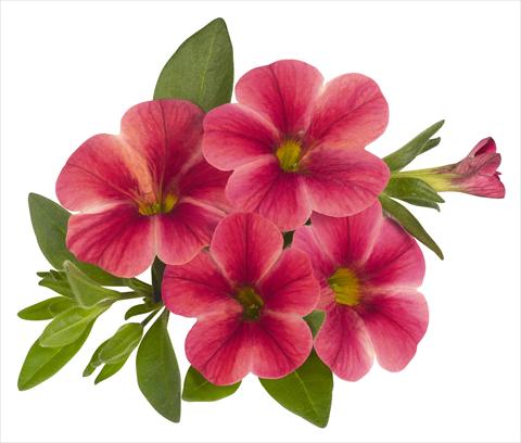 Photos von Blumenvarianten benutzt als: Topf, Beet, Terrasse, Ampel Calibrachoa RED FOX Volcano Neon