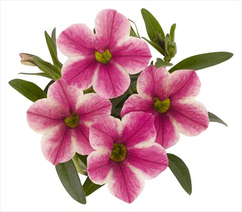 Photos von Blumenvarianten benutzt als: Topf, Beet, Terrasse, Ampel Calibrachoa RED FOX Volcano Pink