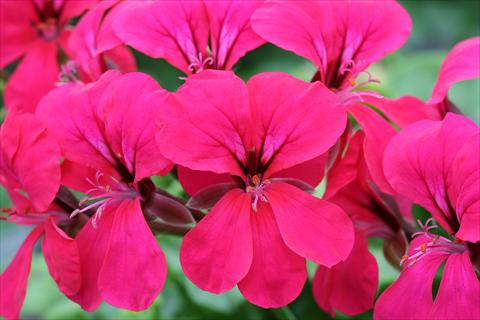 Photos von Blumenvarianten benutzt als: Ampel/Topf Pelargonium peltatum Summertime Cherry Red