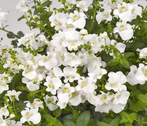Photos von Blumenvarianten benutzt als: Topf, Terrasse, Ampel. Diascia barberae Genta Classic White