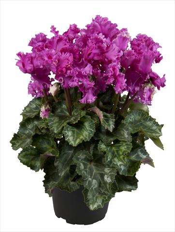 Photos von Blumenvarianten benutzt als: Ampel/Topf Cyclamen persicum Super Serie® Merengue Dark Violet