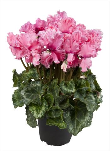 Photos von Blumenvarianten benutzt als: Ampel/Topf Cyclamen persicum Super Serie® Merengue Light Salmon Pink