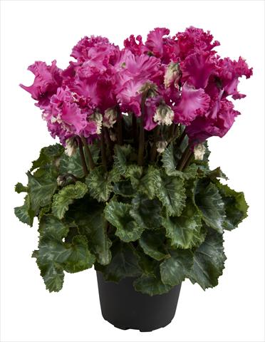 Photos von Blumenvarianten benutzt als: Ampel/Topf Cyclamen persicum Super Serie® Merengue Magenta