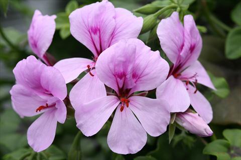 Photos von Blumenvarianten benutzt als: Ampel/Topf Pelargonium peltatum Summertime Lilac