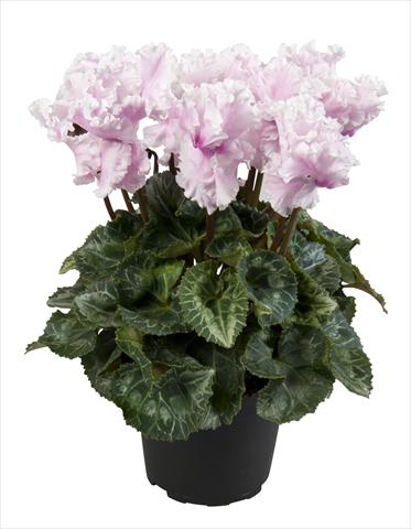 Photos von Blumenvarianten benutzt als: Ampel/Topf Cyclamen persicum Super Serie® Merengue Neon Flamed