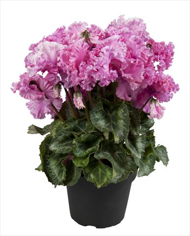 Photos von Blumenvarianten benutzt als: Ampel/Topf Cyclamen persicum Super Serie® Merengue Neon Pink