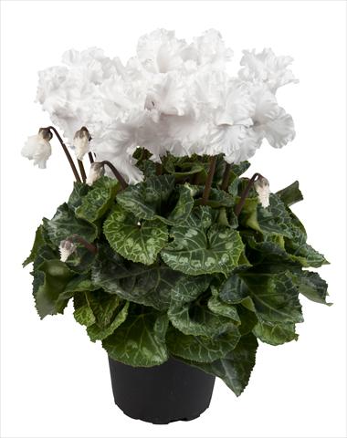 Photos von Blumenvarianten benutzt als: Ampel/Topf Cyclamen persicum Super Serie® Merengue Pure White