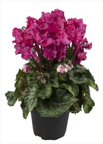 Photos von Blumenvarianten benutzt als: Ampel/Topf Cyclamen persicum Super Serie® Merengue Wine Red
