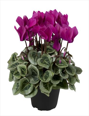 Photos von Blumenvarianten benutzt als: Ampel/Topf Cyclamen persicum Super Serie® Rembrandt Dark Violet