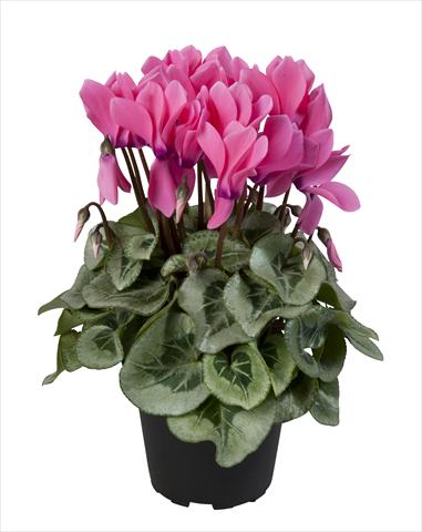 Photos von Blumenvarianten benutzt als: Ampel/Topf Cyclamen persicum Super Serie® Rembrandt Neon Pink