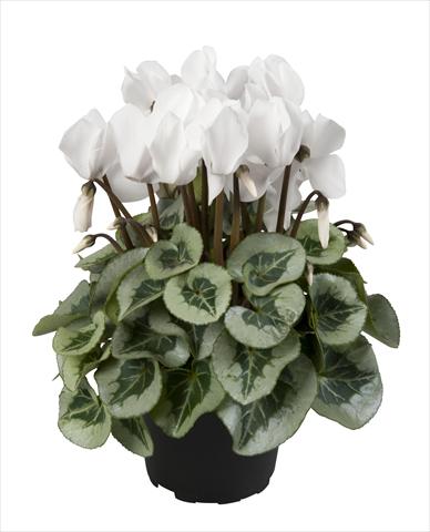 Photos von Blumenvarianten benutzt als: Ampel/Topf Cyclamen persicum Super Serie® Rembrandt Pure White