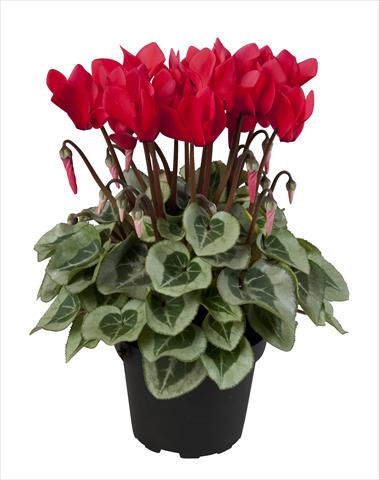 Photos von Blumenvarianten benutzt als: Ampel/Topf Cyclamen persicum Super Serie® Rembrandt Red