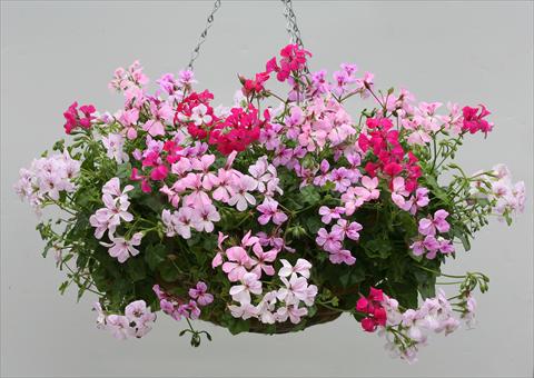 Photos von Blumenvarianten benutzt als: Ampel/Topf Pelargonium peltatum Summertime